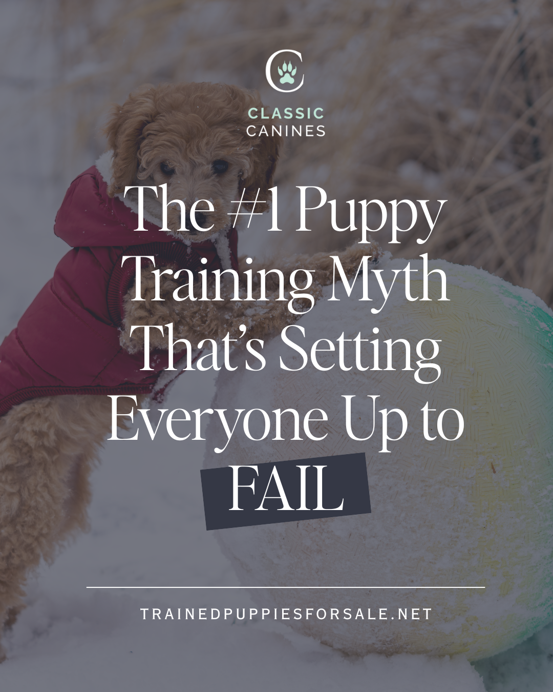 A playful puppy in a winter coat interacts with a large colorful ball in a snowy setting, highlighting common misconceptions in dog training.